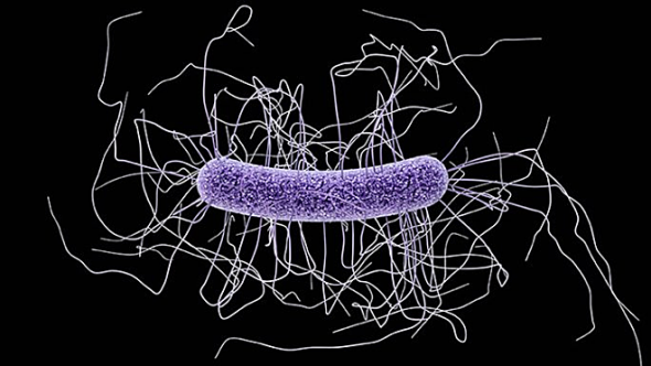 Vi khuẩn C.diff. Ảnh: everydayhealth